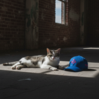 Streetwear Signature Cat Flexfit